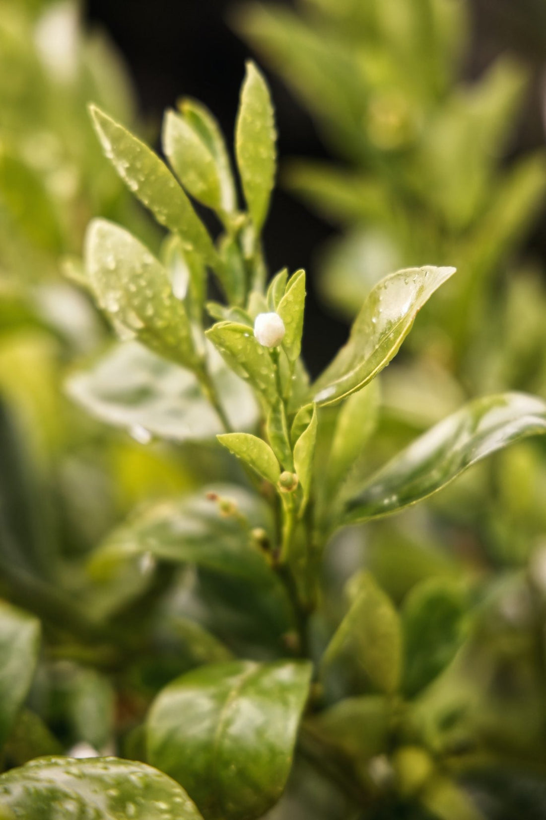 How are tea leaves made?