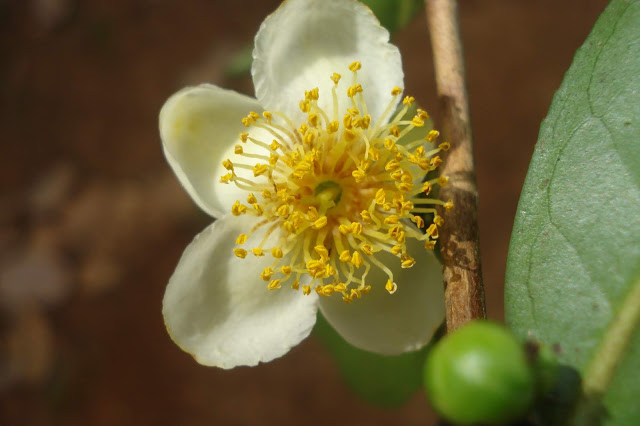 Tea Flower Tea Leaves & Tea Tree 茶叶和茶树