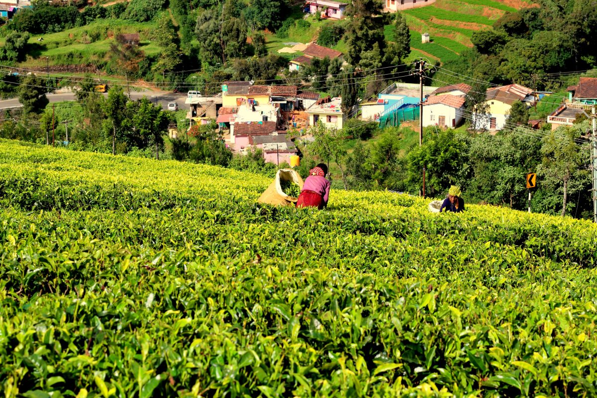 Tea Leaves & Tea Tree 茶叶和茶树 1 Tea Plantation Tea Leaves & Tea Tree 茶叶和茶树